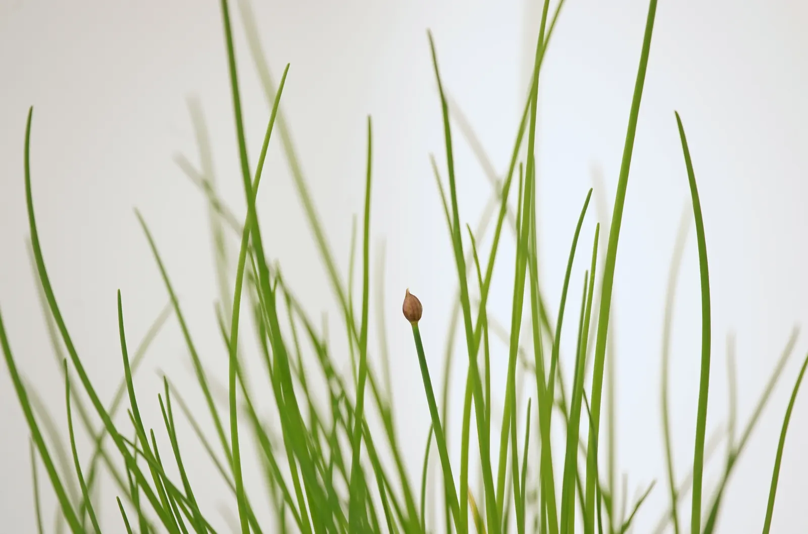 Chives (Allium Schoenoprasum) — Hardy in USDA zones 4-8, they thrive in full sun to partial shade and prefer well-drained soil; bulb with lavender, image 82