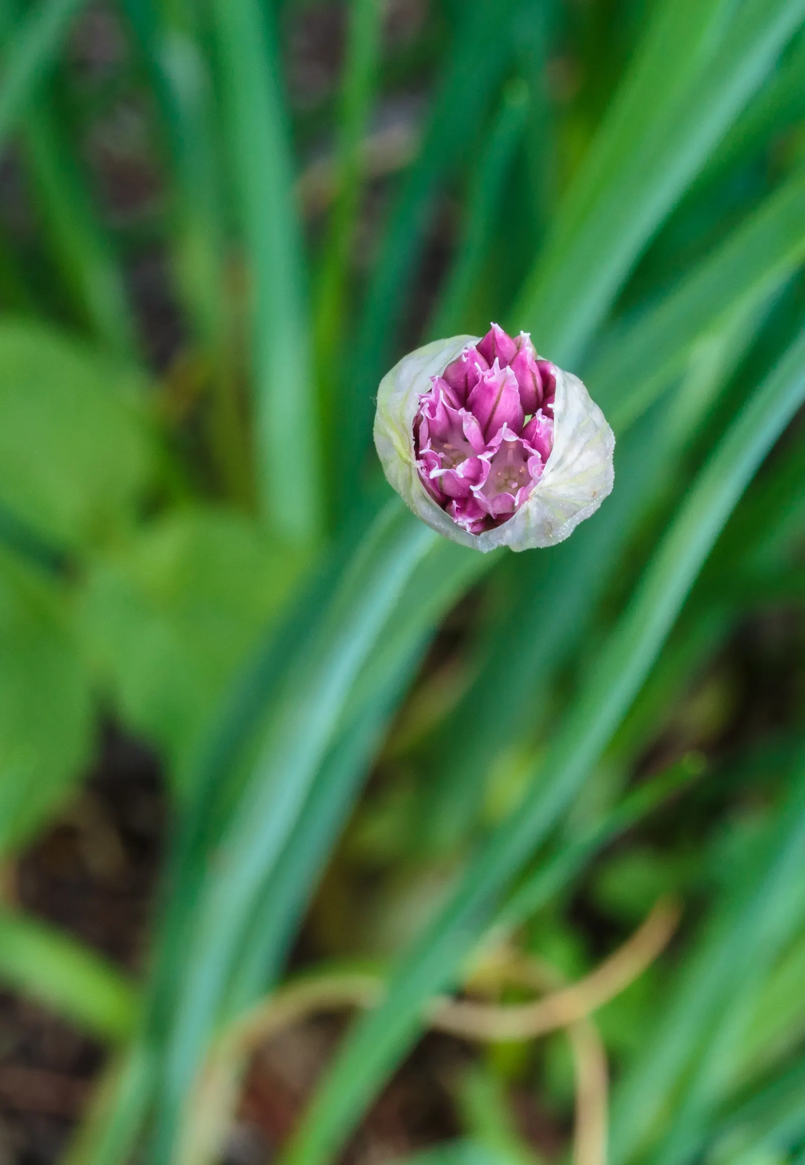 Chives (Allium Schoenoprasum) — only necessitating occasional watering and minimal feeding.<br><br>For the client's benefit