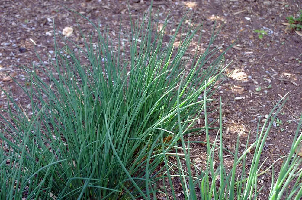 Chives (Allium Schoenoprasum) — is a perennial herb that is both ornamental and functional; chives are low maintenance