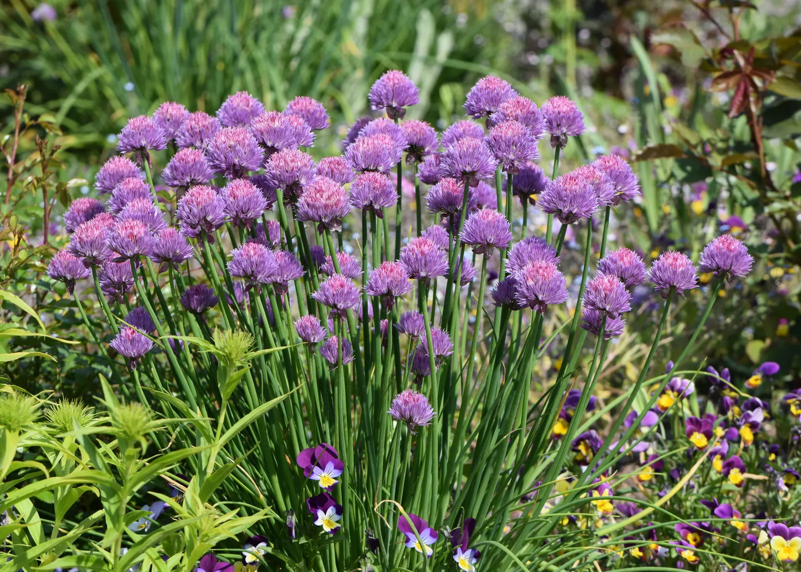 Chives (Allium Schoenoprasum) — these resilient plants can withstand cold winters; making them a strong perennial choice, image 70