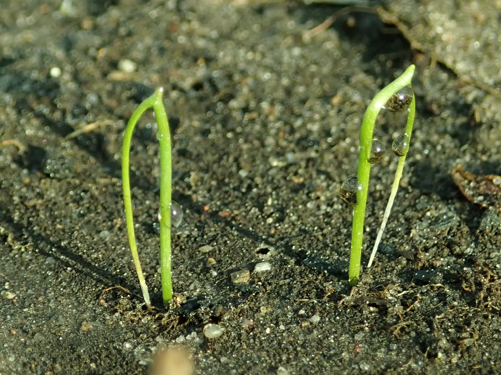 Chives (Allium Schoenoprasum) — Space plants approximately 8-12 inches apart
