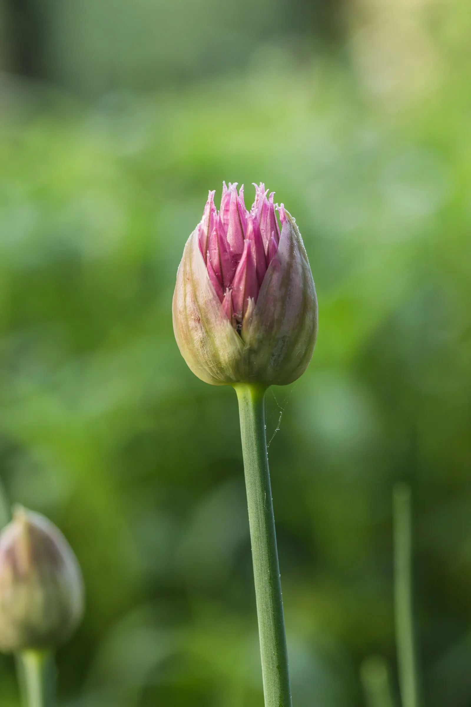 Chives (Allium Schoenoprasum) — with a spread of approximately 8 to 12 inches; these flowers can reach up to 1 to 2 inches in diameter
