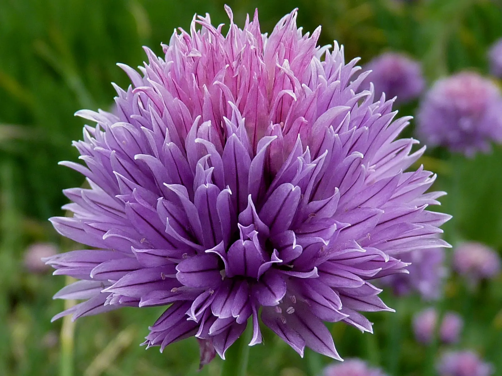 Chives (Allium Schoenoprasum) — chives are low maintenance; is a perennial herb that is both ornamental and functional