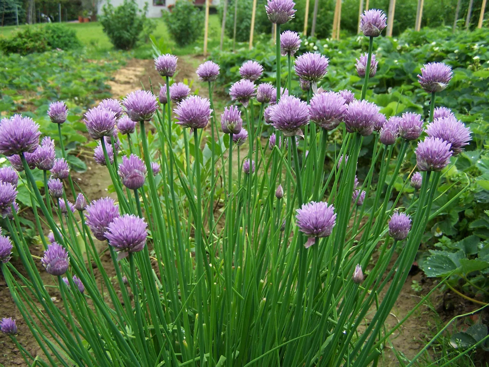Chives (Allium Schoenoprasum) — bringing with them a fresh; clusters of tube-shaped foliage reach up to 12-18 inches in height, offering a fresh, image 90