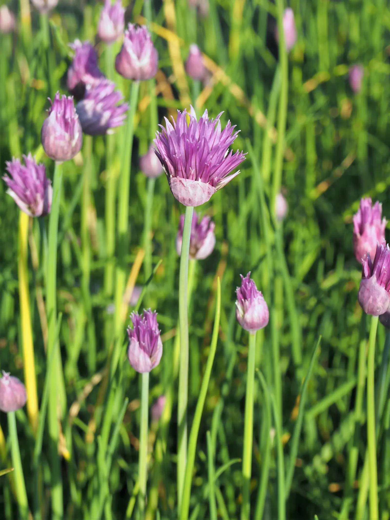 Chives (Allium Schoenoprasum) — By late spring to early summer, chives produce charming, globular, pale purple flowers atop slender stems; hardy in, image 92