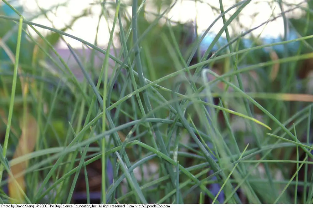 Chives (Allium Schoenoprasum) — with a spread of approximately 8 to 12 inches; these flowers can reach up to 1 to 2 inches in diameter, image 62