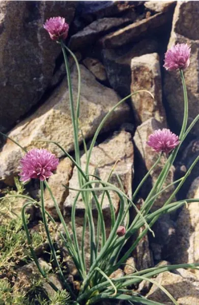Chives (Allium Schoenoprasum) — bulb with lavender and purple blooms; adding a splash of color and are particularly attractive to pollinators such, image 103
