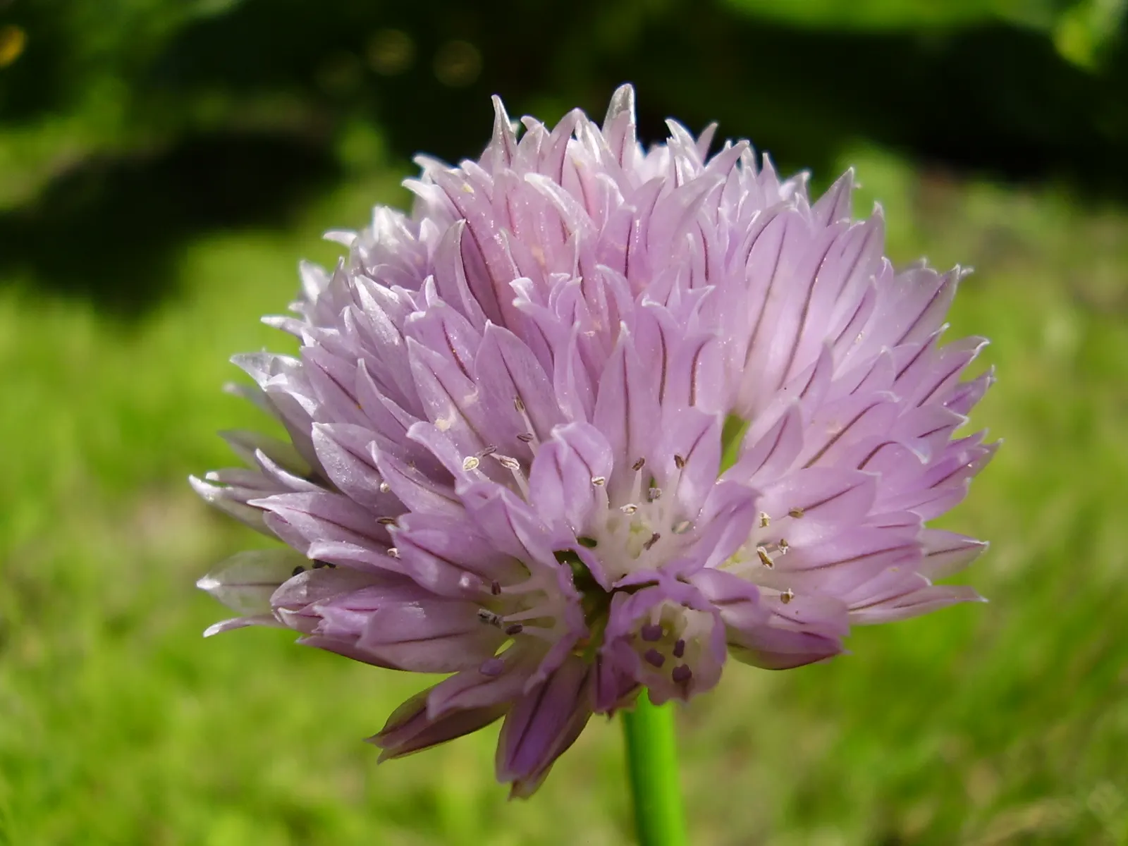 Chives (Allium Schoenoprasum) — with a spread of approximately 8 to 12 inches; these flowers can reach up to 1 to 2 inches in diameter, image 114