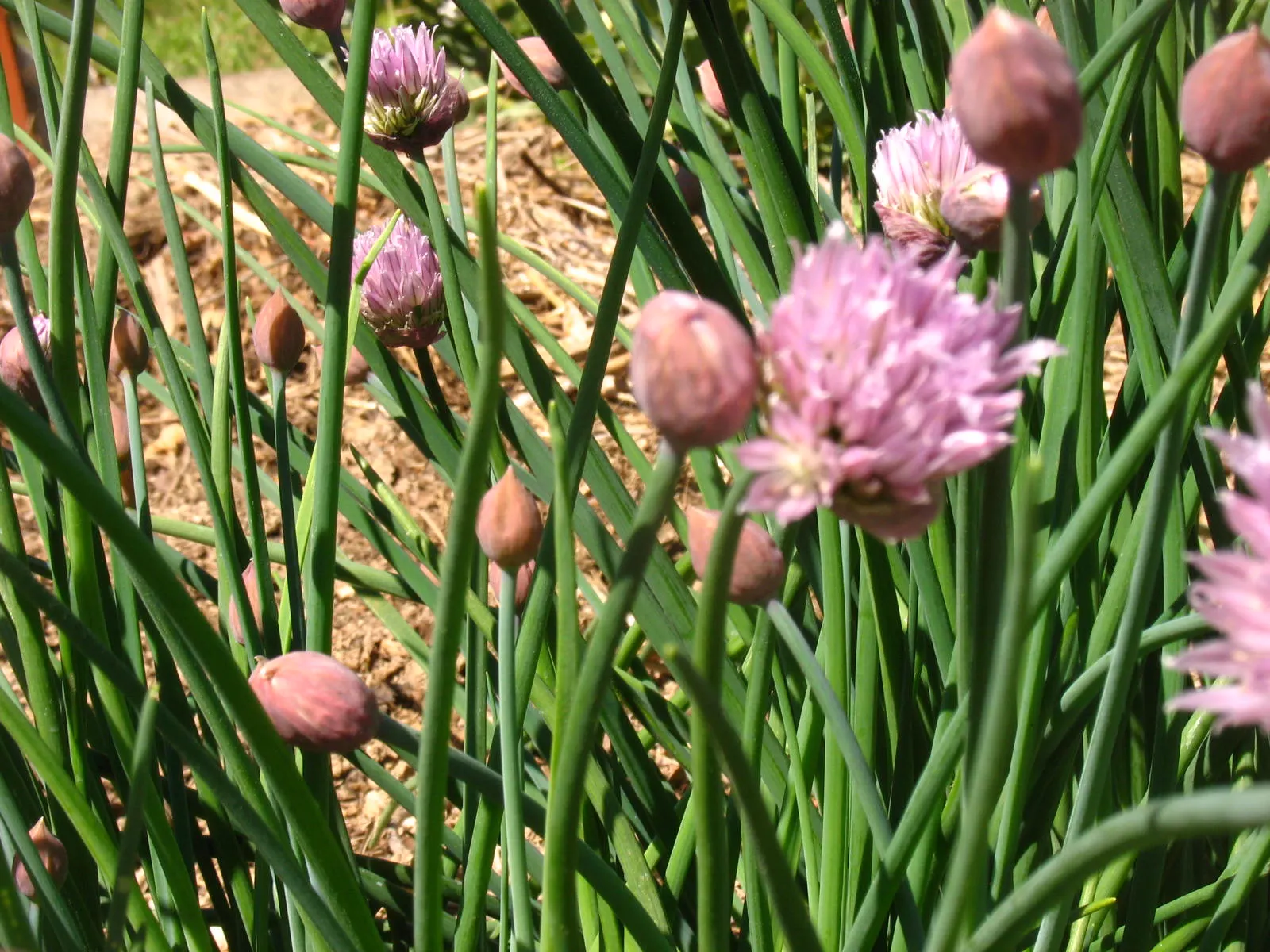 Chives (Allium Schoenoprasum) — onion-like flavor that is a staple in various cuisines; with a spread of approximately 8 to 12 inches