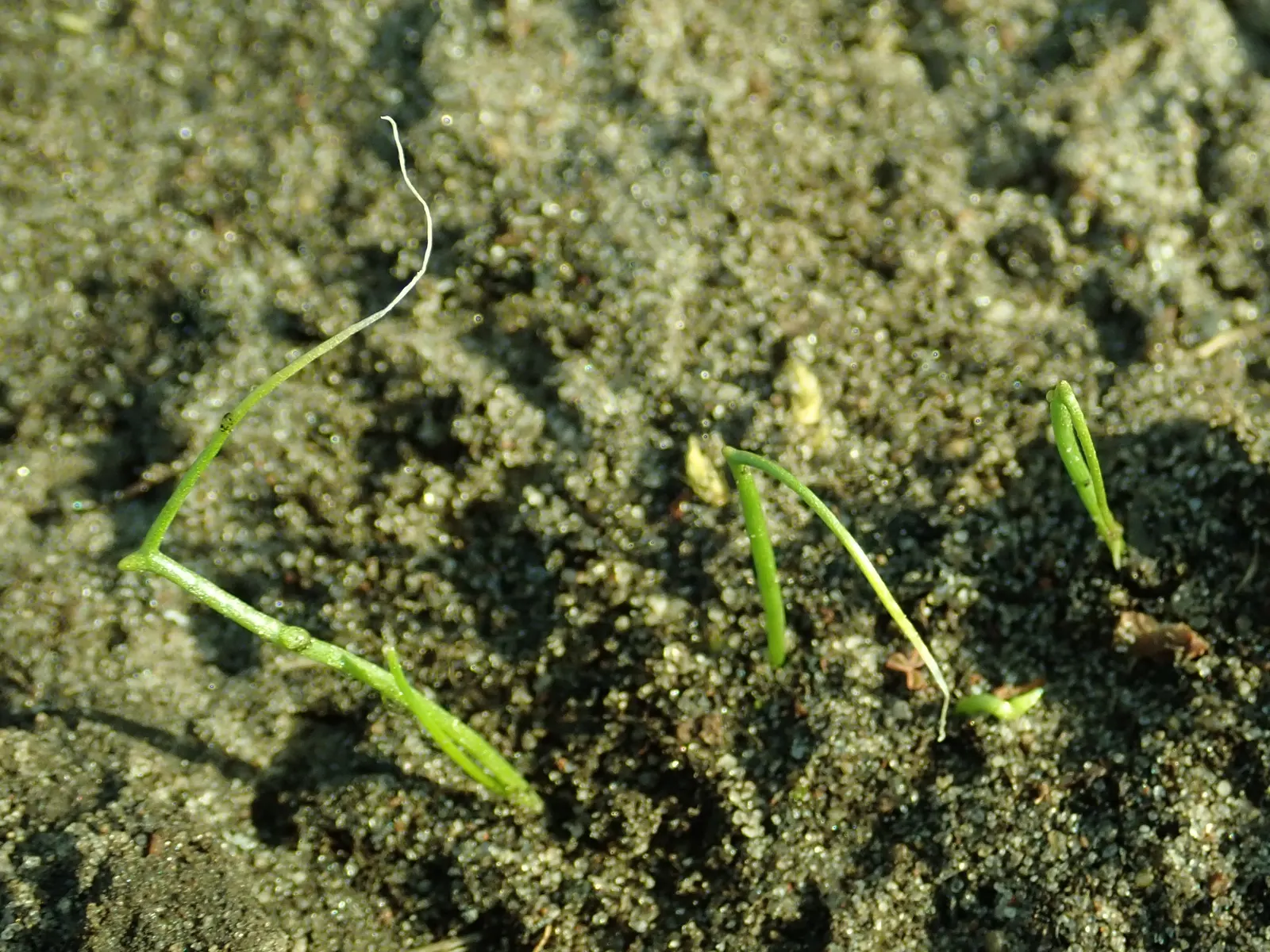 Chives (Allium Schoenoprasum) — chives emerge early in spring; chives are not only aesthetically pleasing but are also edible, image 89