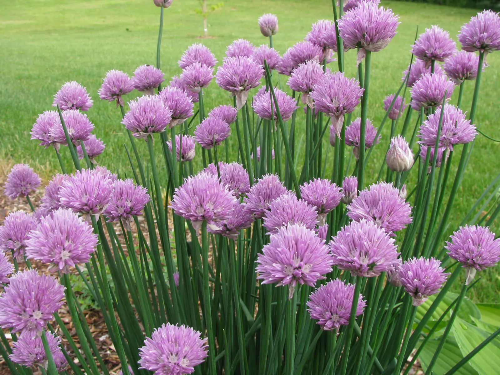 Chives (Allium Schoenoprasum) — lavender and purple flowers in the garden; growing to a mature height of 12 to 18 inches, image 102