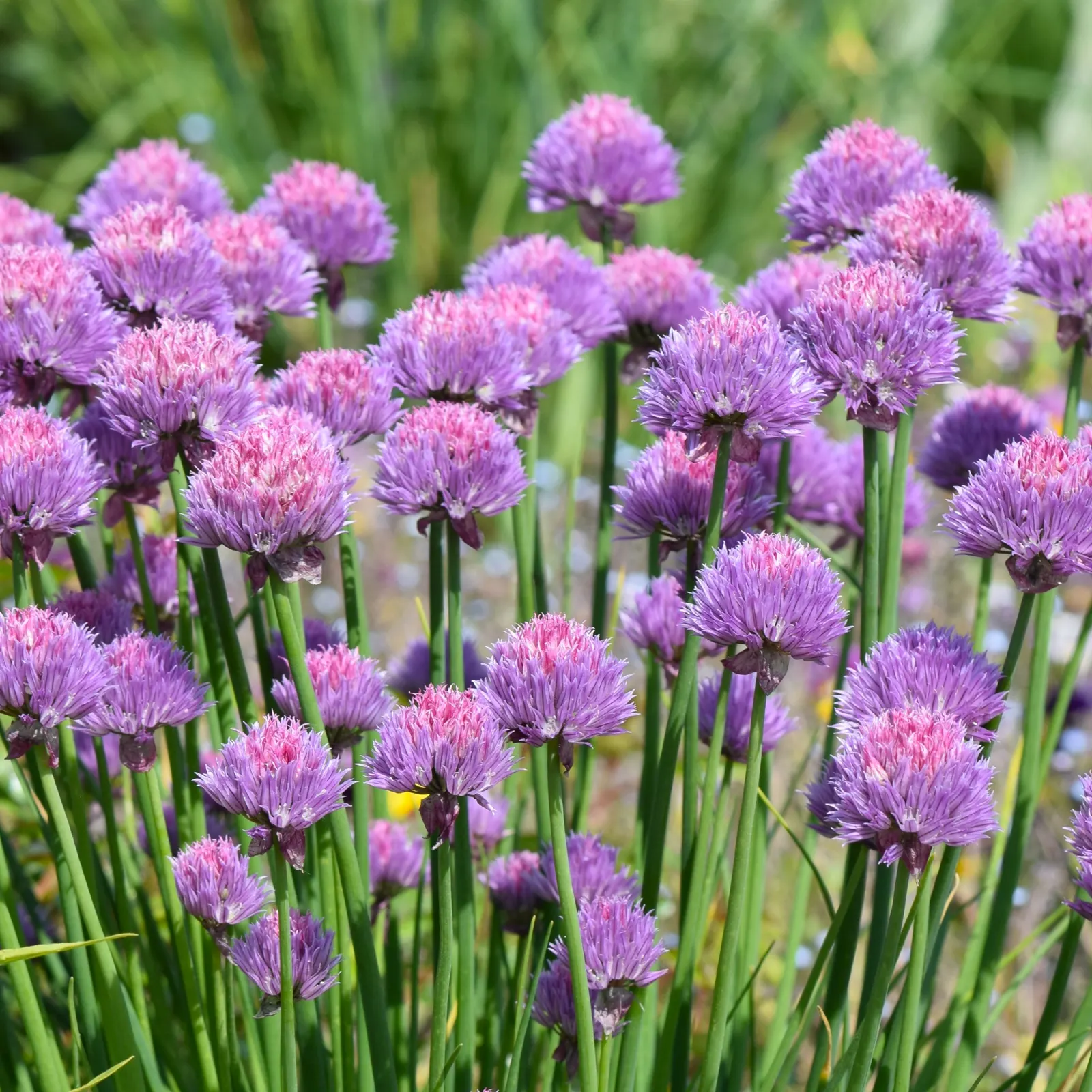 Chives (Allium Schoenoprasum) — chives emerge early in spring; chives are not only aesthetically pleasing but are also edible, image 63