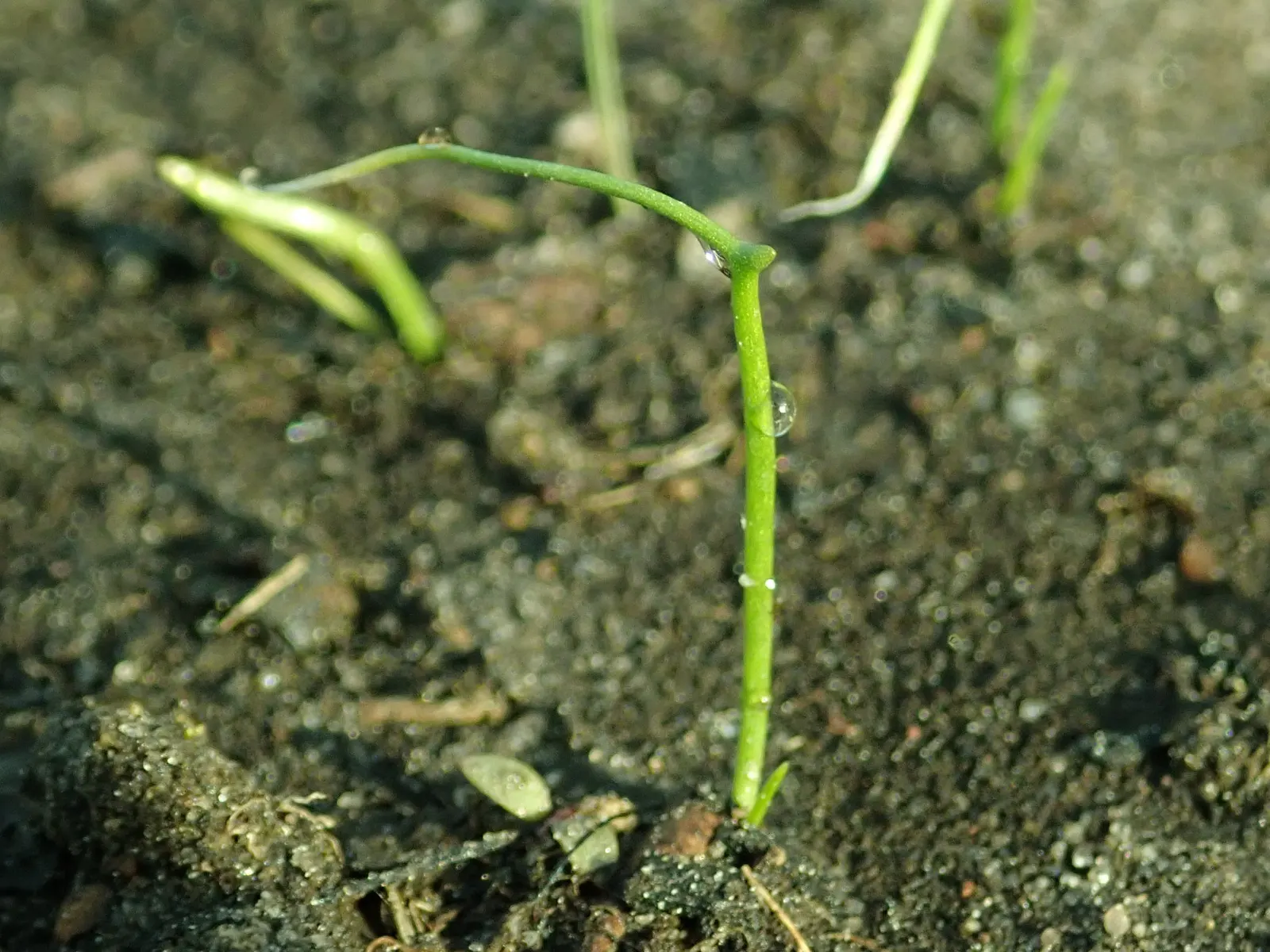 Chives (Allium Schoenoprasum) — only necessitating occasional watering and minimal feeding.<br><br>For the client's benefit; by late spring to early summer