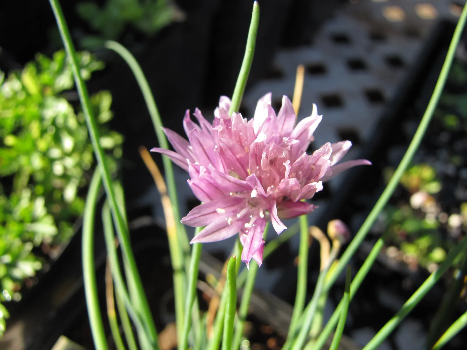 Chives (Allium Schoenoprasum) — with both leaves and flowers being suitable for culinary use; valued for their onion-flavored leaves and charming purple blooms
