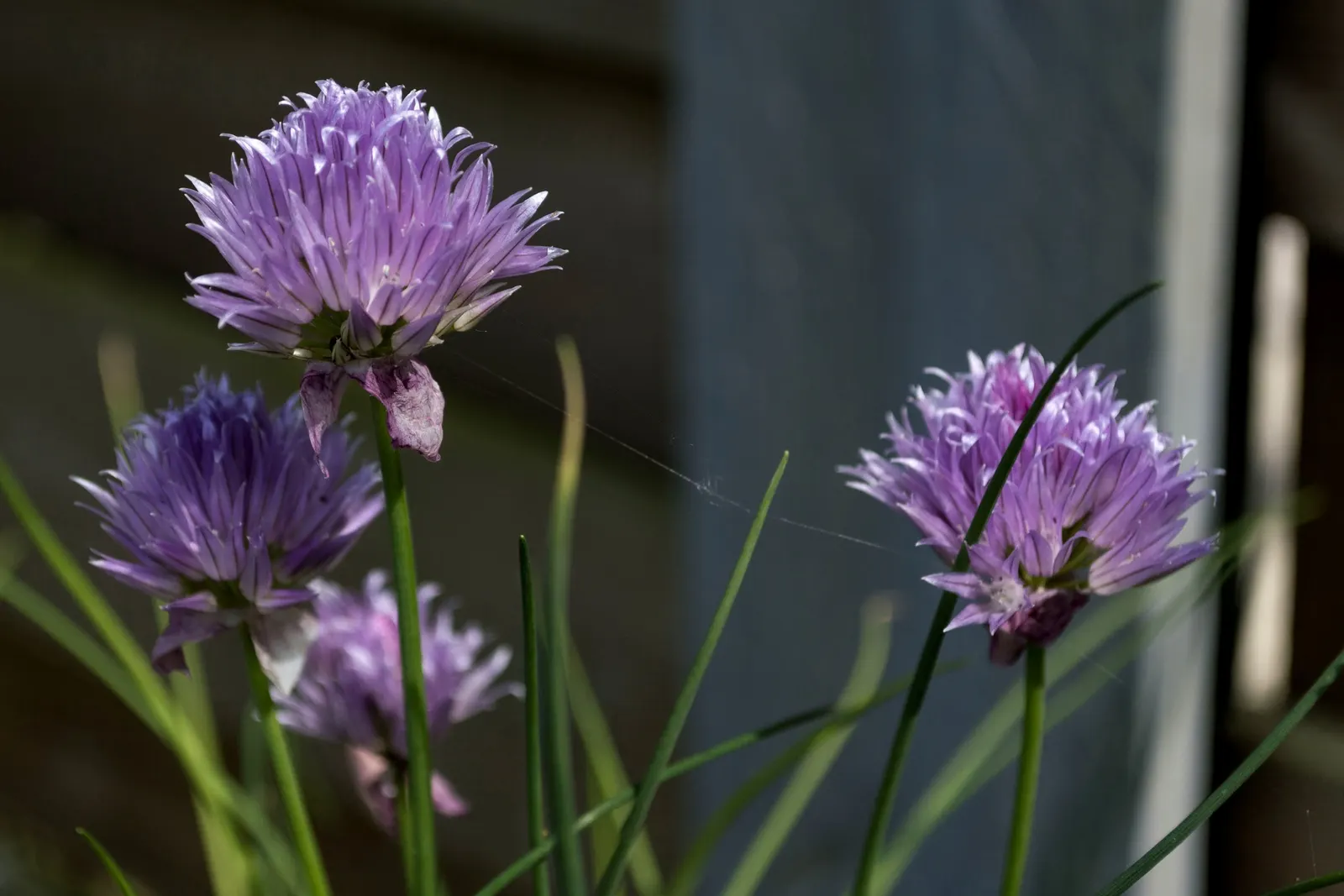 Chives (Allium Schoenoprasum) — valued for their onion-flavored leaves and charming purple blooms; chives emerge early in spring