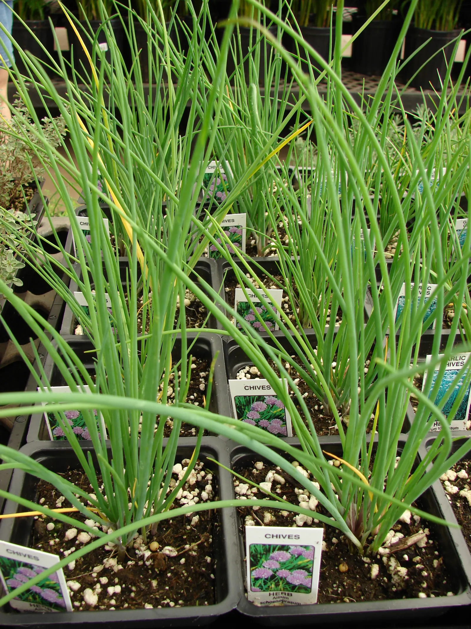 Chives (Allium Schoenoprasum) — These flowers can reach up to 1 to 2 inches in diameter; lavender and purple flowers in the garden, image 93