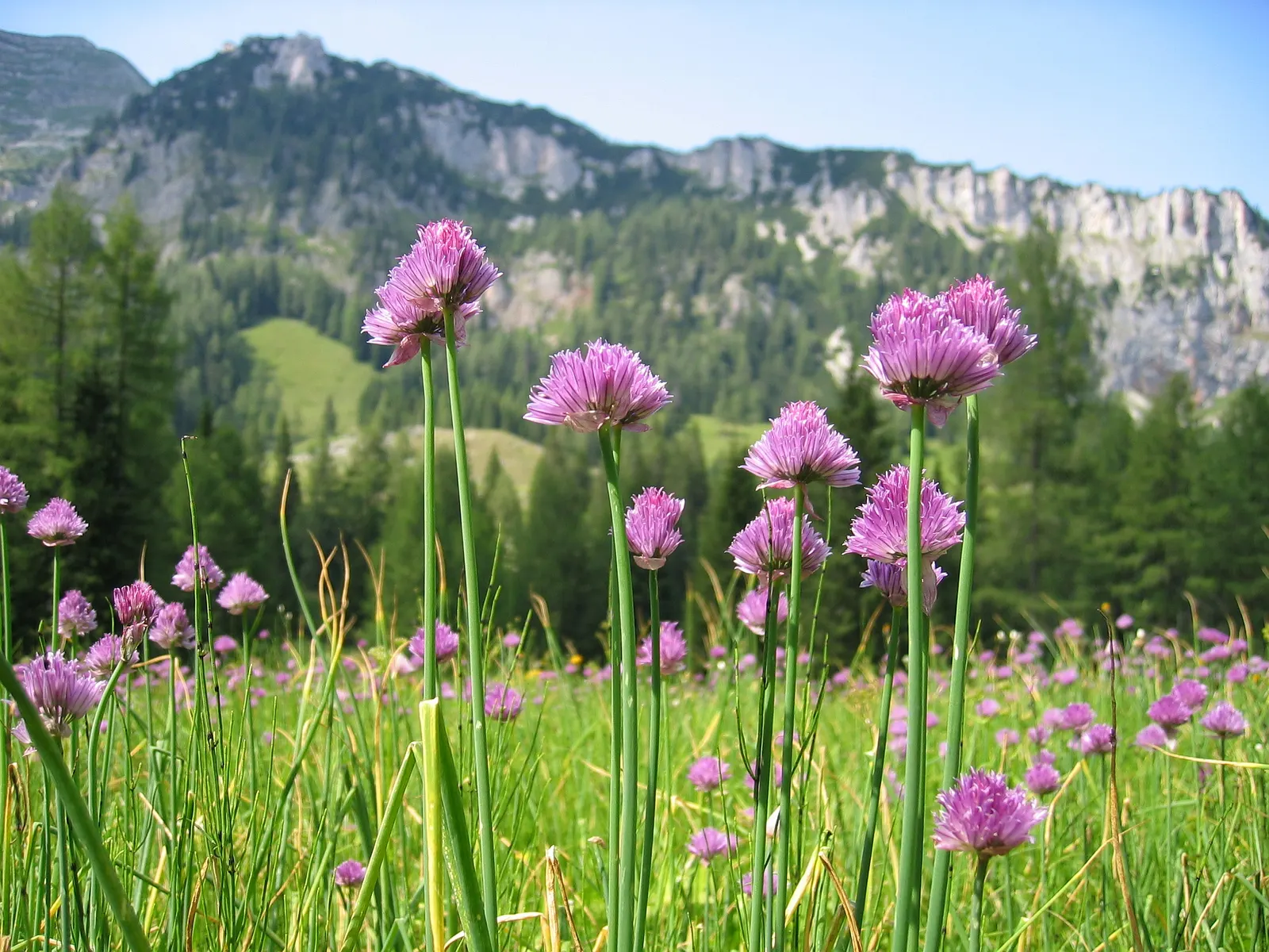 Chives (Allium Schoenoprasum) — lavender and purple flowers in the garden; growing to a mature height of 12 to 18 inches, image 76
