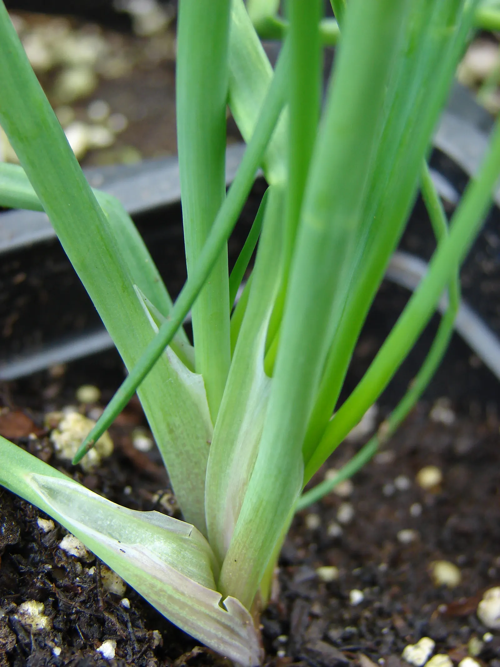 Chives (Allium Schoenoprasum) — making them a strong perennial choice; bulb for full or half, image 97