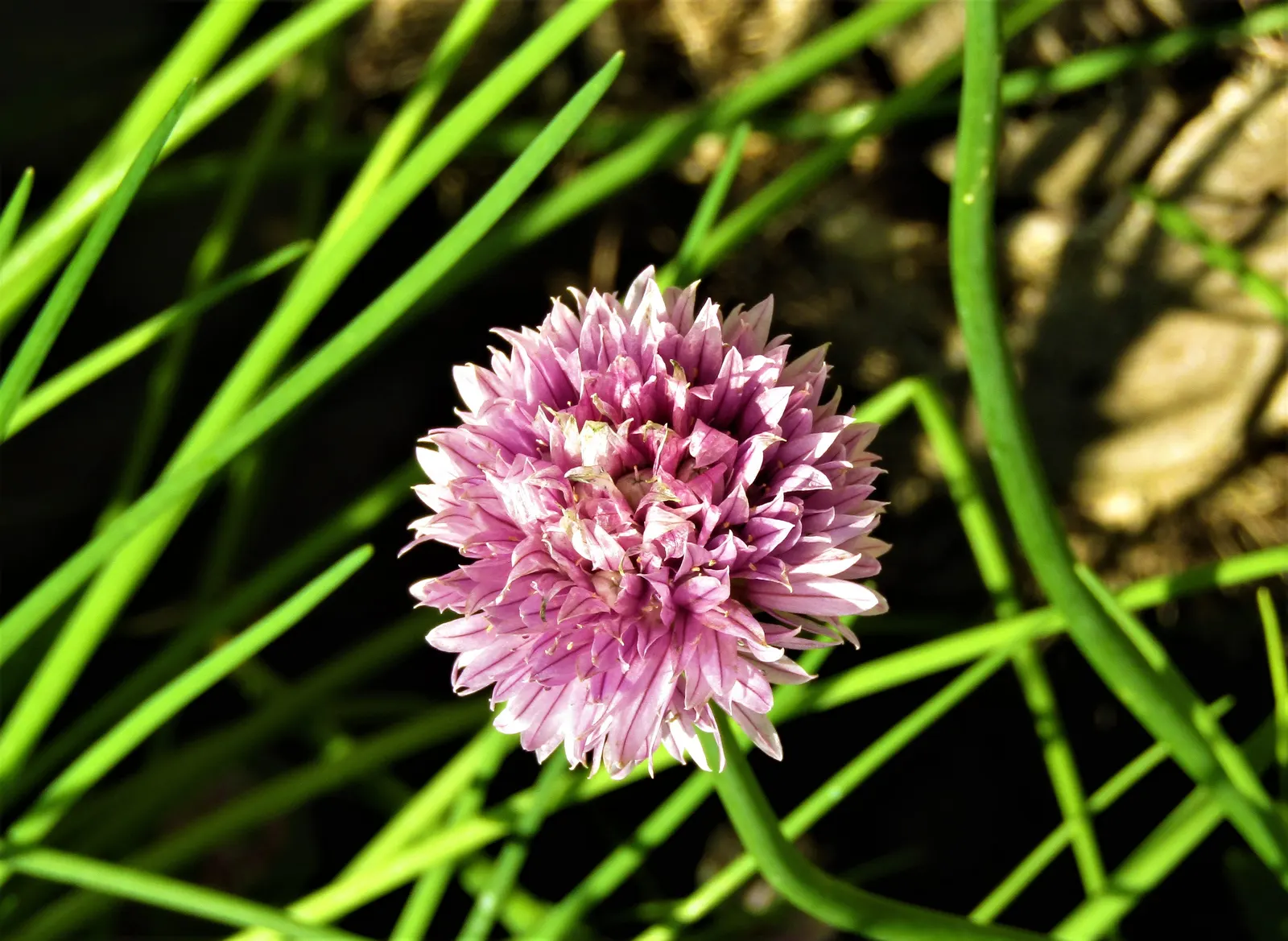 Chives (Allium Schoenoprasum) — These flowers can reach up to 1 to 2 inches in diameter; lavender and purple flowers in the garden