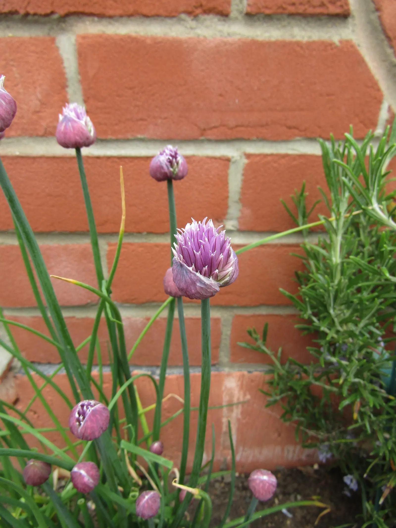 Chives (Allium Schoenoprasum) — Growing to a mature height of 12 to 18 inches; making it a versatile addition to any garden design