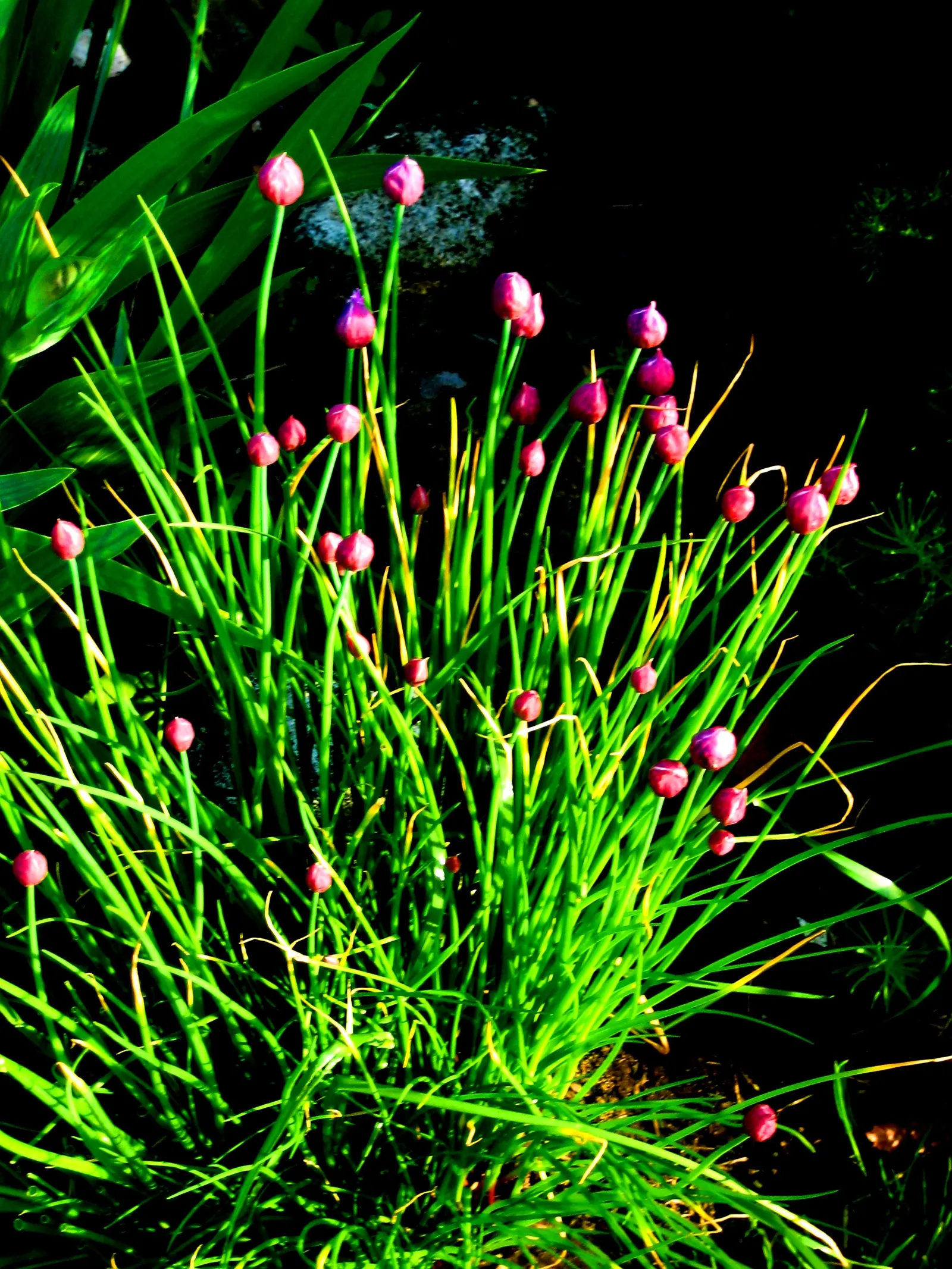 Chives (Allium Schoenoprasum) — valued for their onion-flavored leaves and charming purple blooms; chives emerge early in spring, image 106