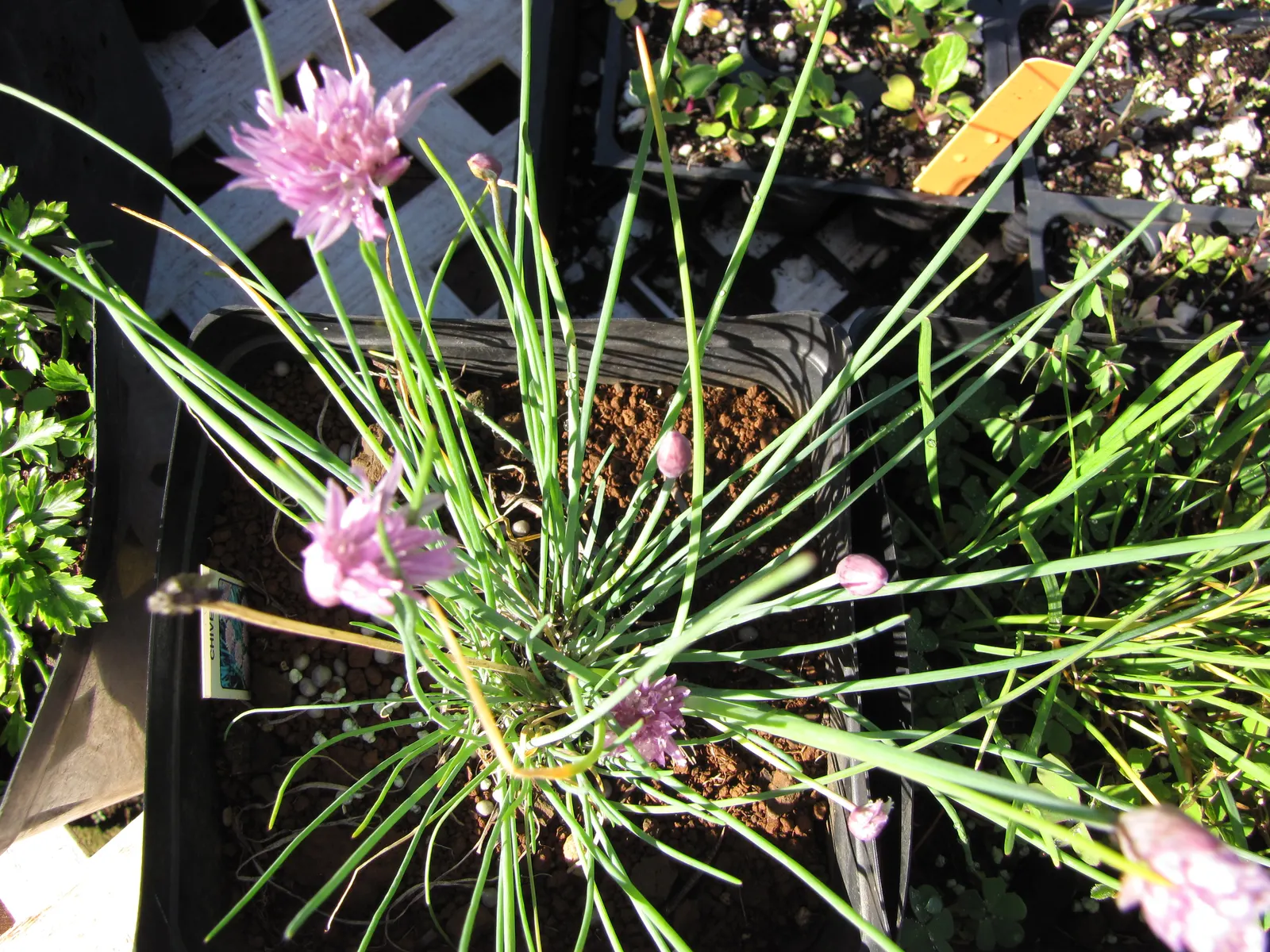 Chives (Allium Schoenoprasum) — These flowers can reach up to 1 to 2 inches in diameter