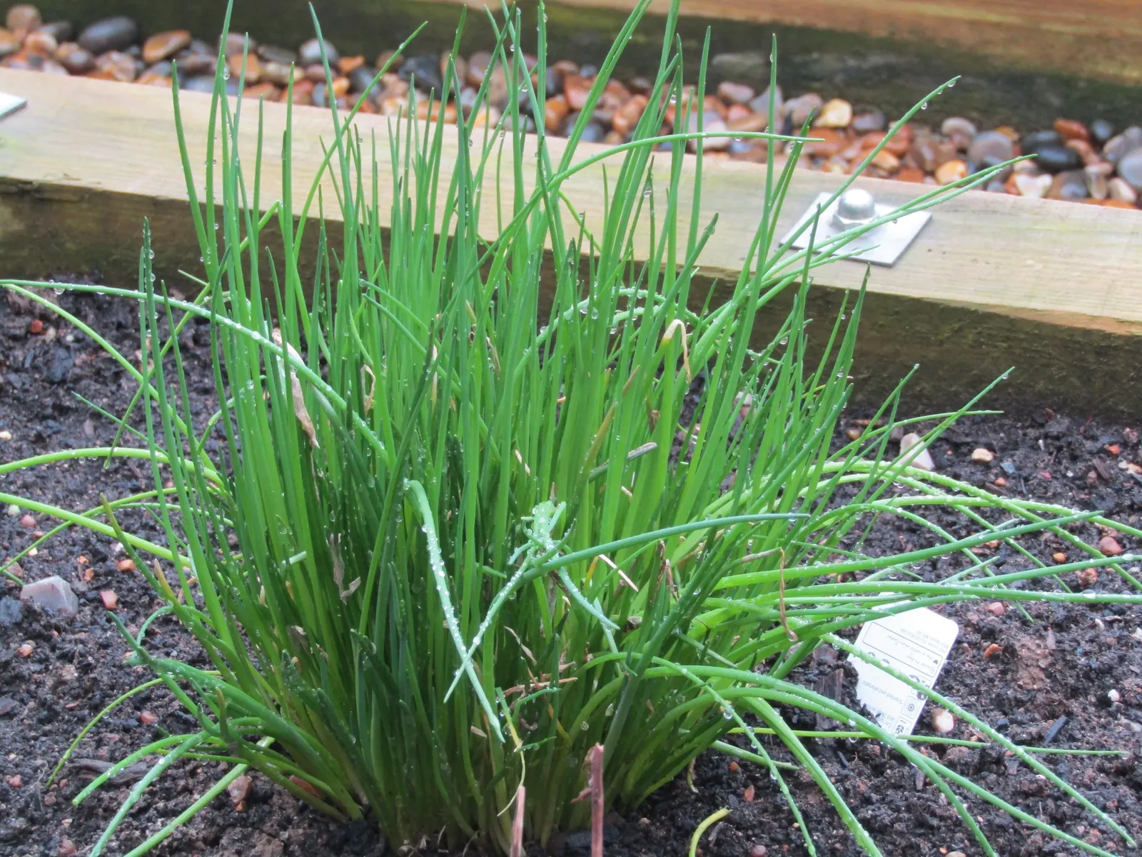 Chives (Allium Schoenoprasum) — valued for their onion-flavored leaves and charming purple blooms