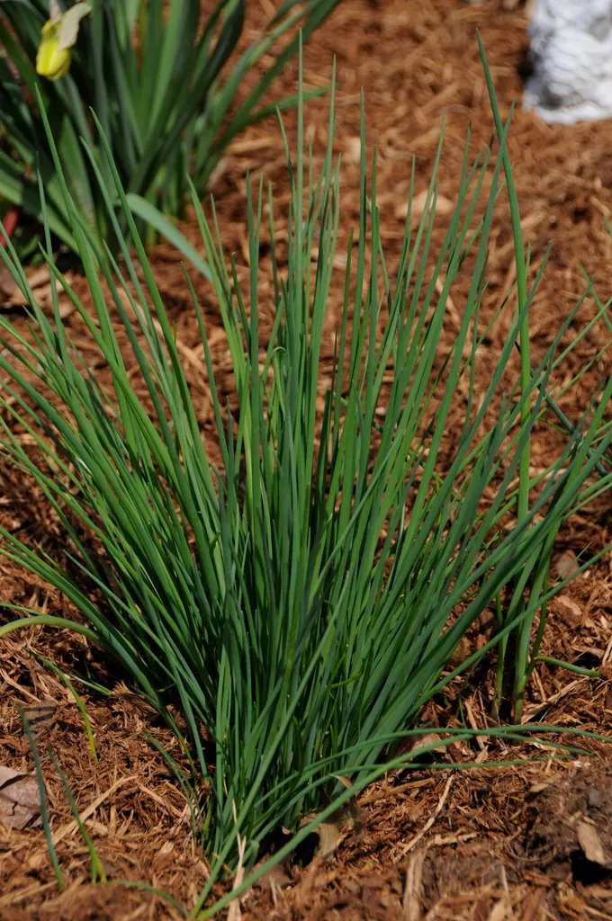 Chives (Allium Schoenoprasum) — making it a versatile addition to any garden design; chives (Allium schoenoprasum) are a perennial herb