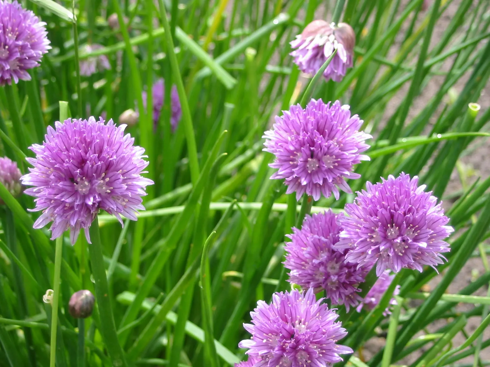 Chives (Allium Schoenoprasum) — making it a versatile addition to any garden design; chives (Allium schoenoprasum) are a perennial herb, image 86