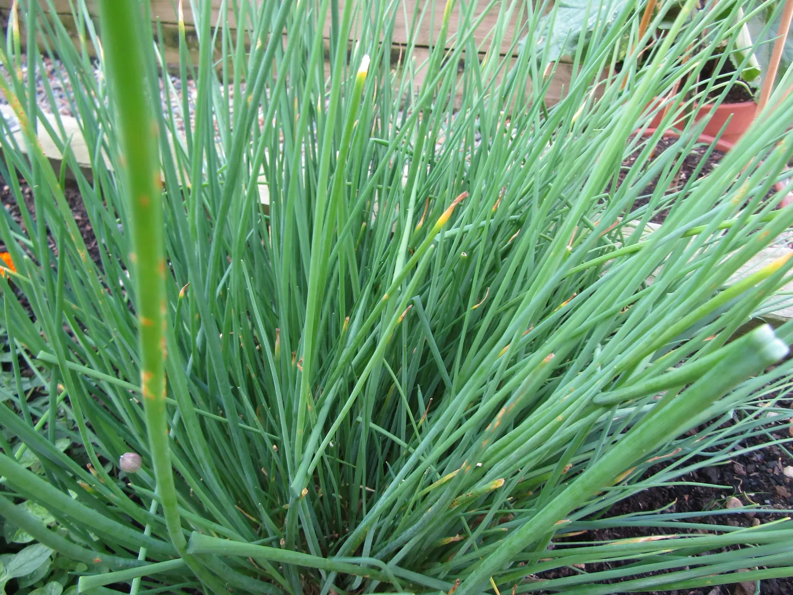 Chives (Allium Schoenoprasum) — onion-like flavor that is a staple in various cuisines; with a spread of approximately 8 to 12 inches, image 65
