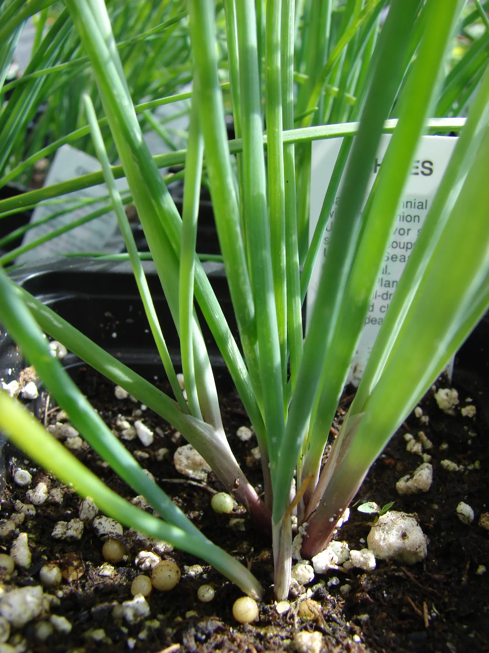 Chives (Allium Schoenoprasum) — bulb with lavender and purple blooms; adding a splash of color and are particularly attractive to pollinators such as bees and