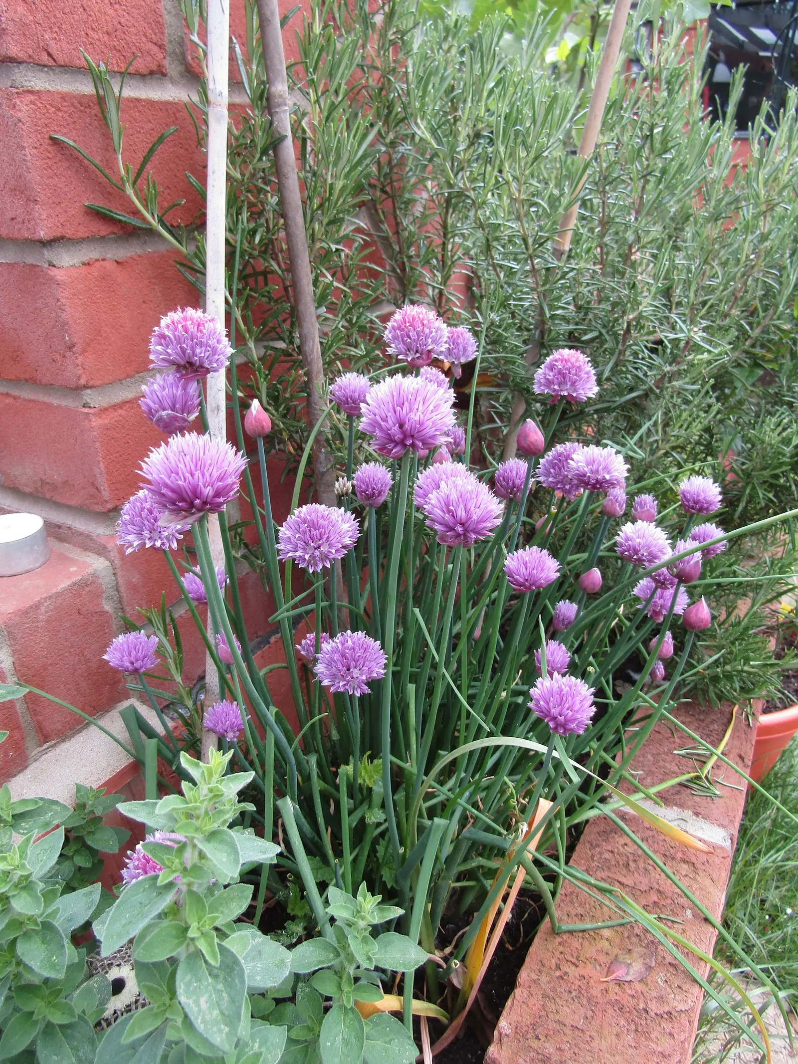 Chives (Allium Schoenoprasum) — chives emerge early in spring