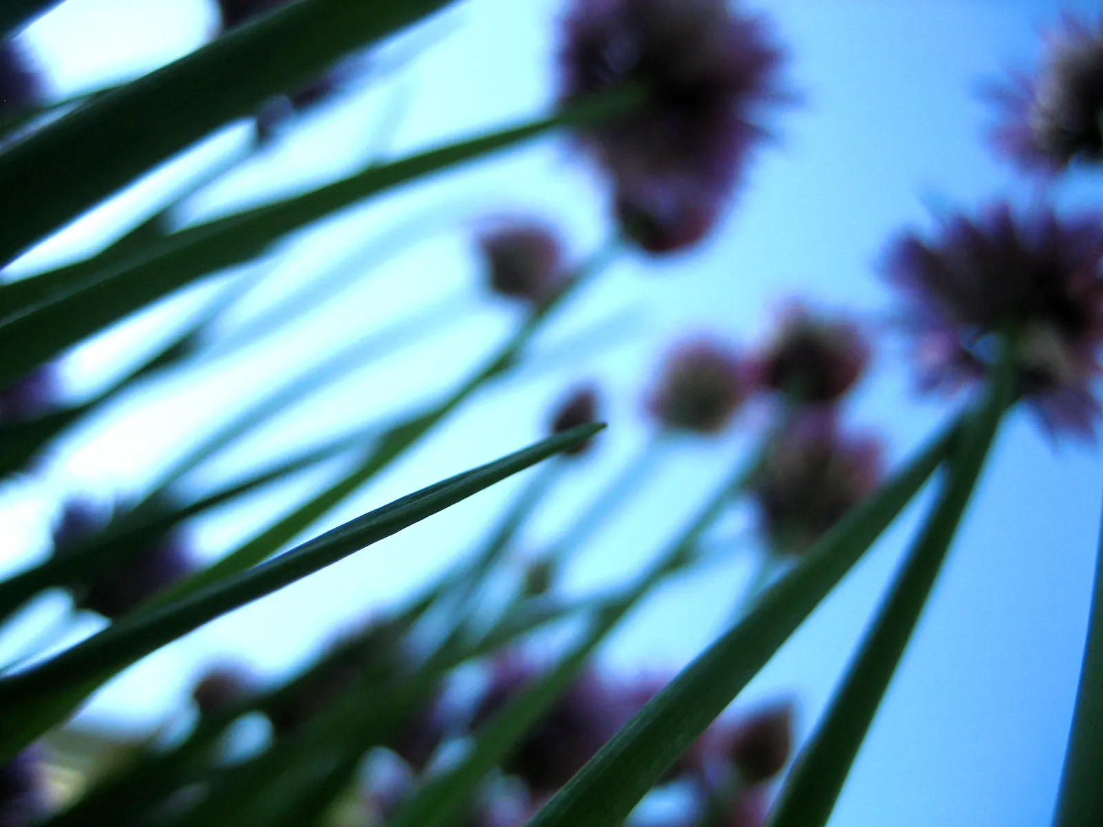 Chives (Allium Schoenoprasum) — Growing to a mature height of 12 to 18 inches