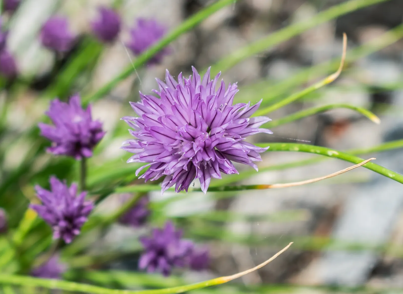 Chives (Allium Schoenoprasum) — these resilient plants can withstand cold winters