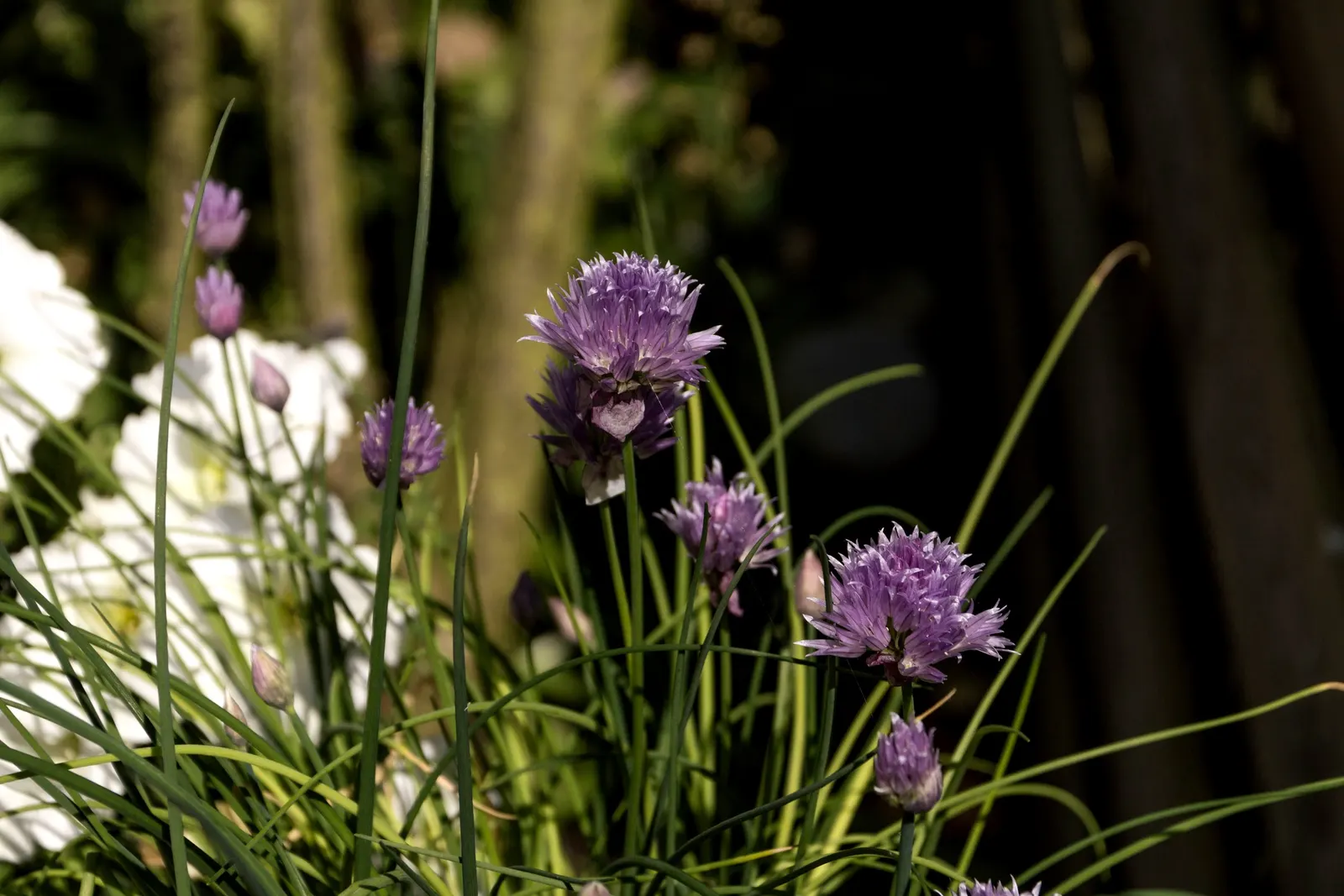 Chives (Allium Schoenoprasum) — chives are low maintenance; is a perennial herb that is both ornamental and functional, image 72