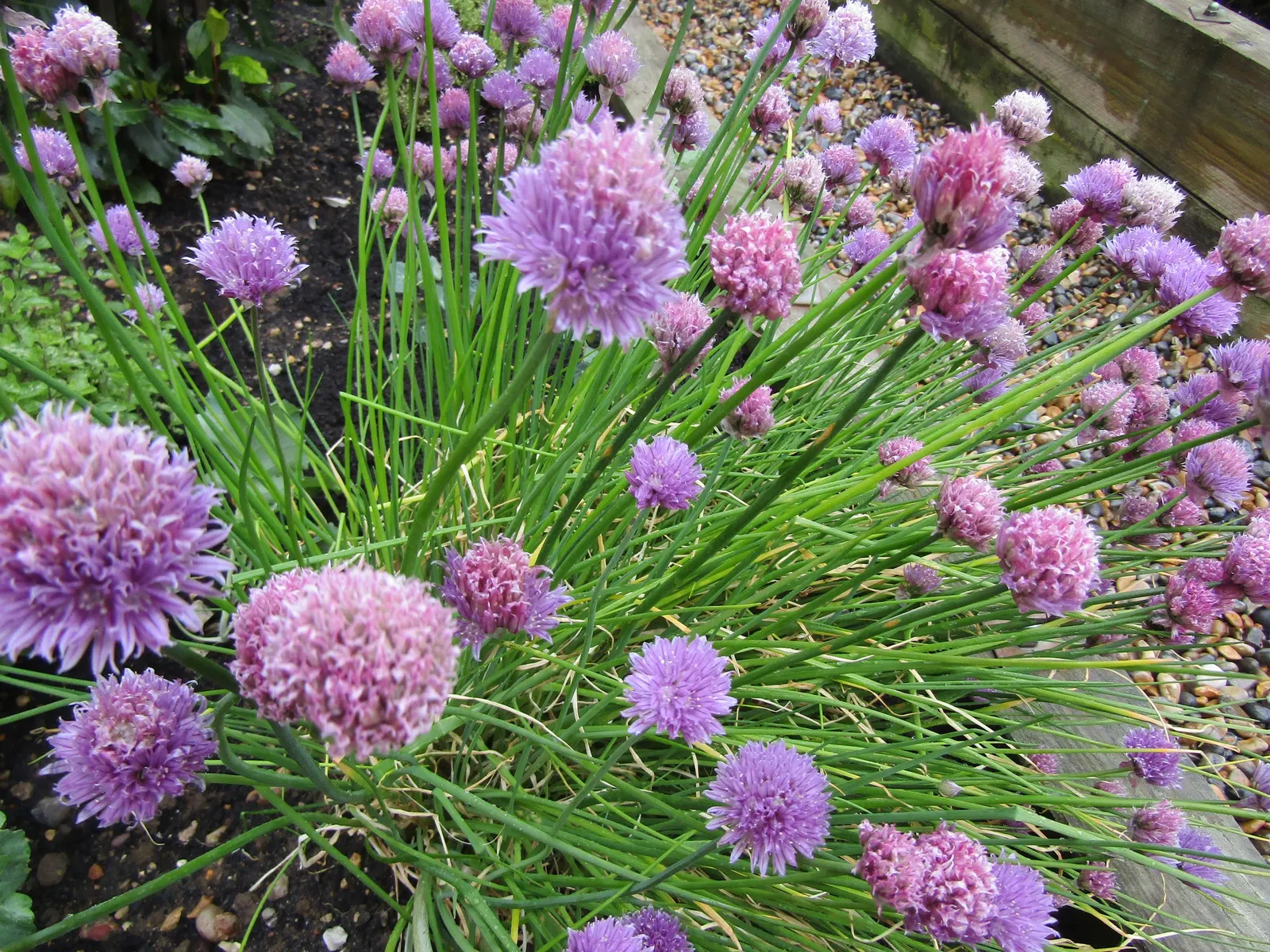 Chives (Allium Schoenoprasum) — making them a strong perennial choice; bulb for full or half, image 71