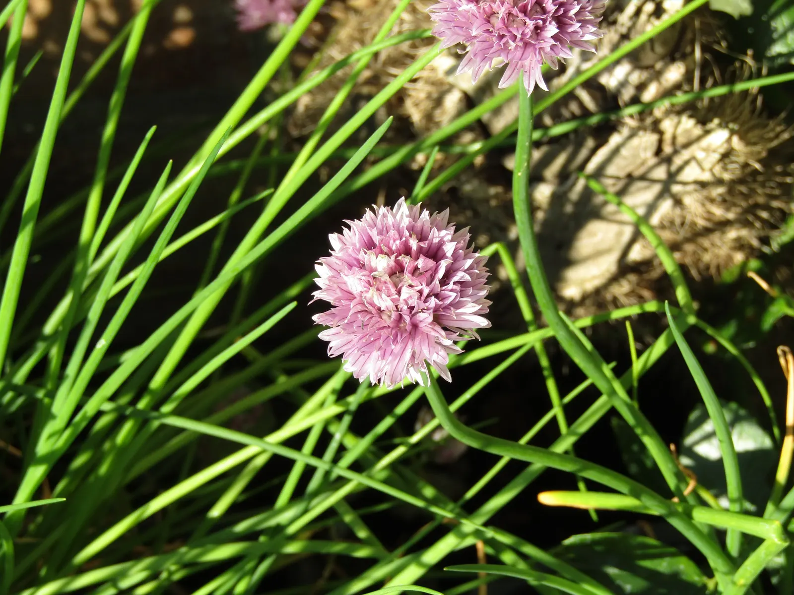 Chives (Allium Schoenoprasum) — valued for their onion-flavored leaves and charming purple blooms; chives emerge early in spring, image 80