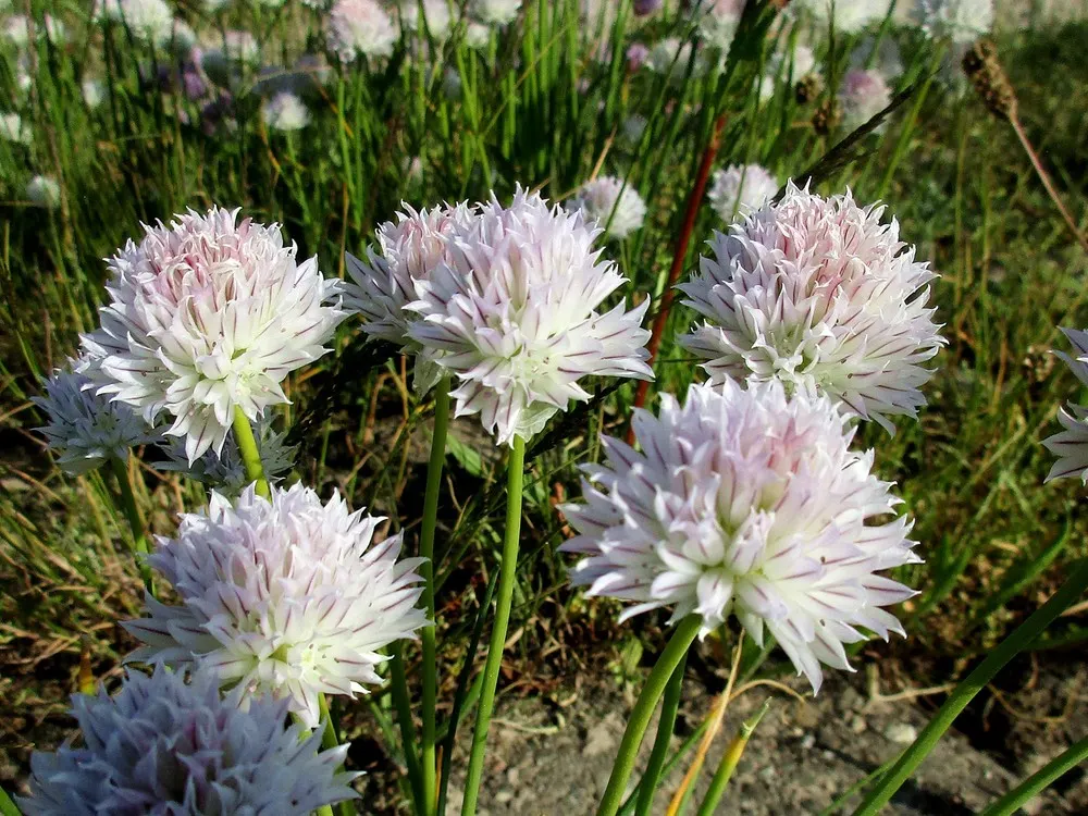 Chives (Allium Schoenoprasum) — only necessitating occasional watering and minimal feeding.<br><br>For the client's benefit; by late spring to, image 99
