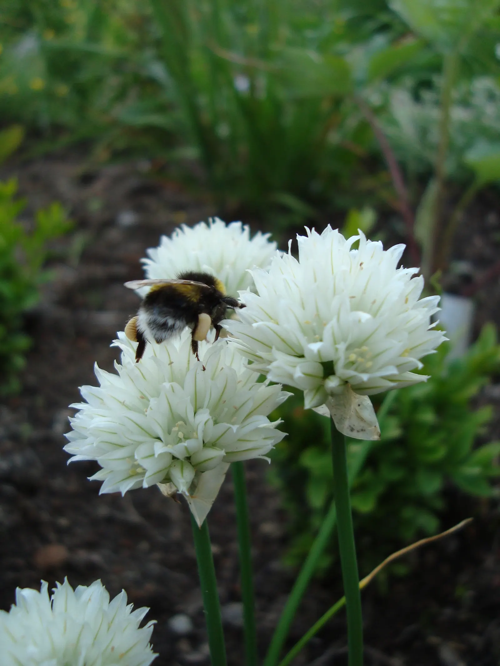 Chives (Allium Schoenoprasum) — Space plants approximately 8-12 inches apart; onion-like flavor that is a staple in various cuisines, image 58