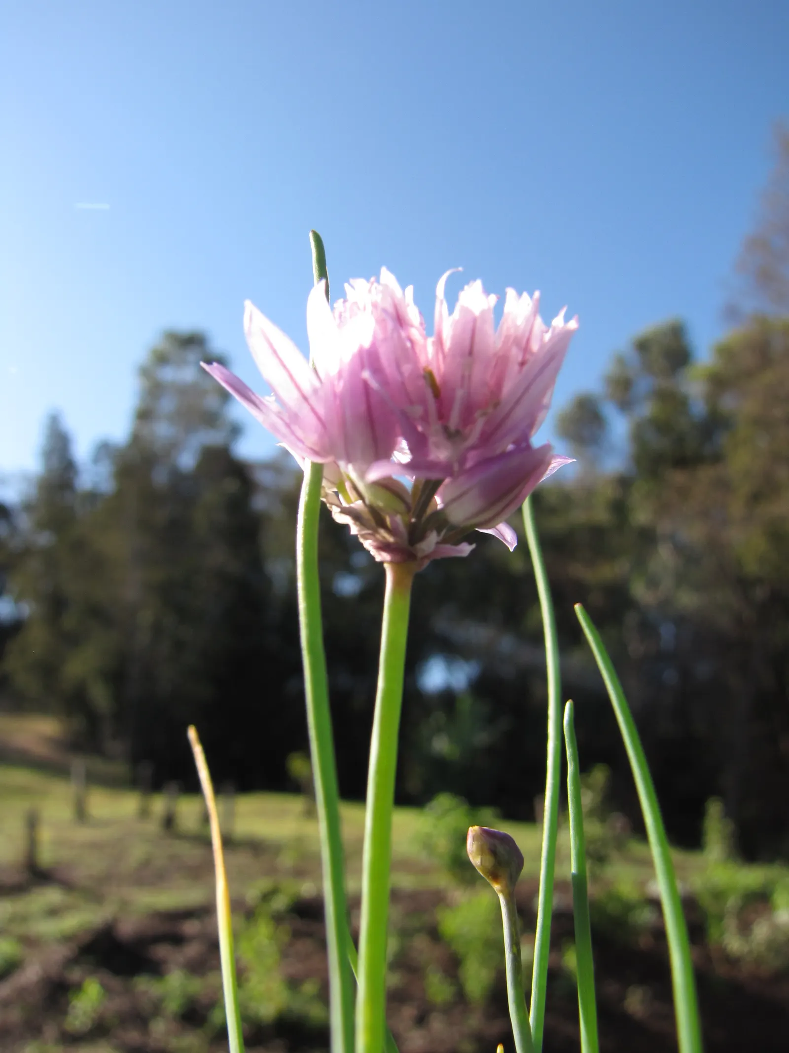 Chives (Allium Schoenoprasum) — Hardy in USDA zones 3 through 9; bringing with them a fresh
