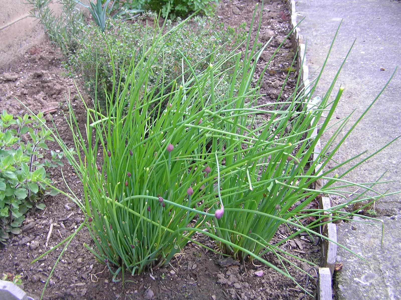Chives (Allium Schoenoprasum) — chives are not only aesthetically pleasing but are also edible; only necessitating occasional watering and minimal, image 100