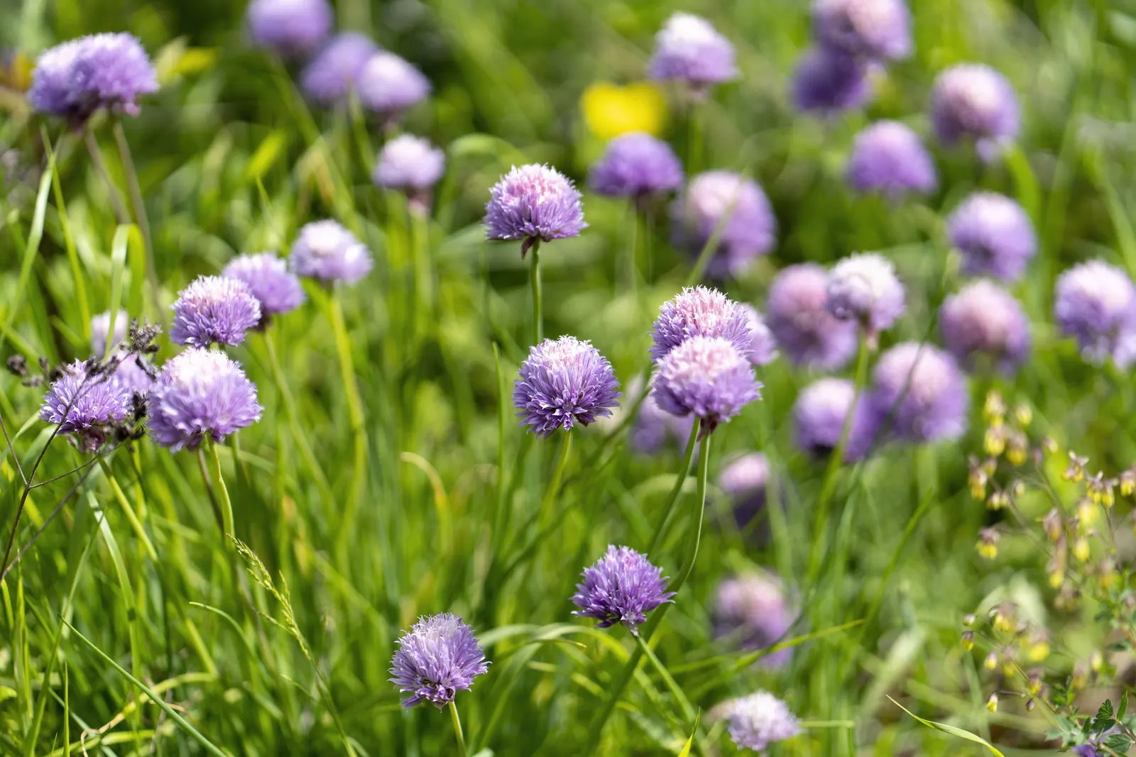 Chives (Allium Schoenoprasum) — Hardy in USDA zones 4-8, they thrive in full sun to partial shade and prefer well-drained soil; bulb with lavender, image 108