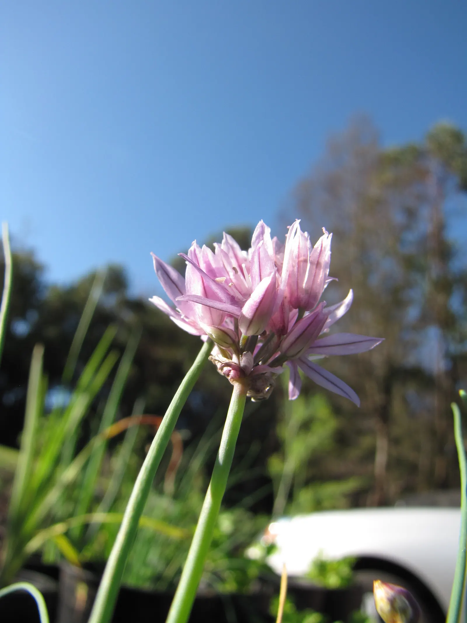 Chives (Allium Schoenoprasum) — chives emerge early in spring; chives are not only aesthetically pleasing but are also edible