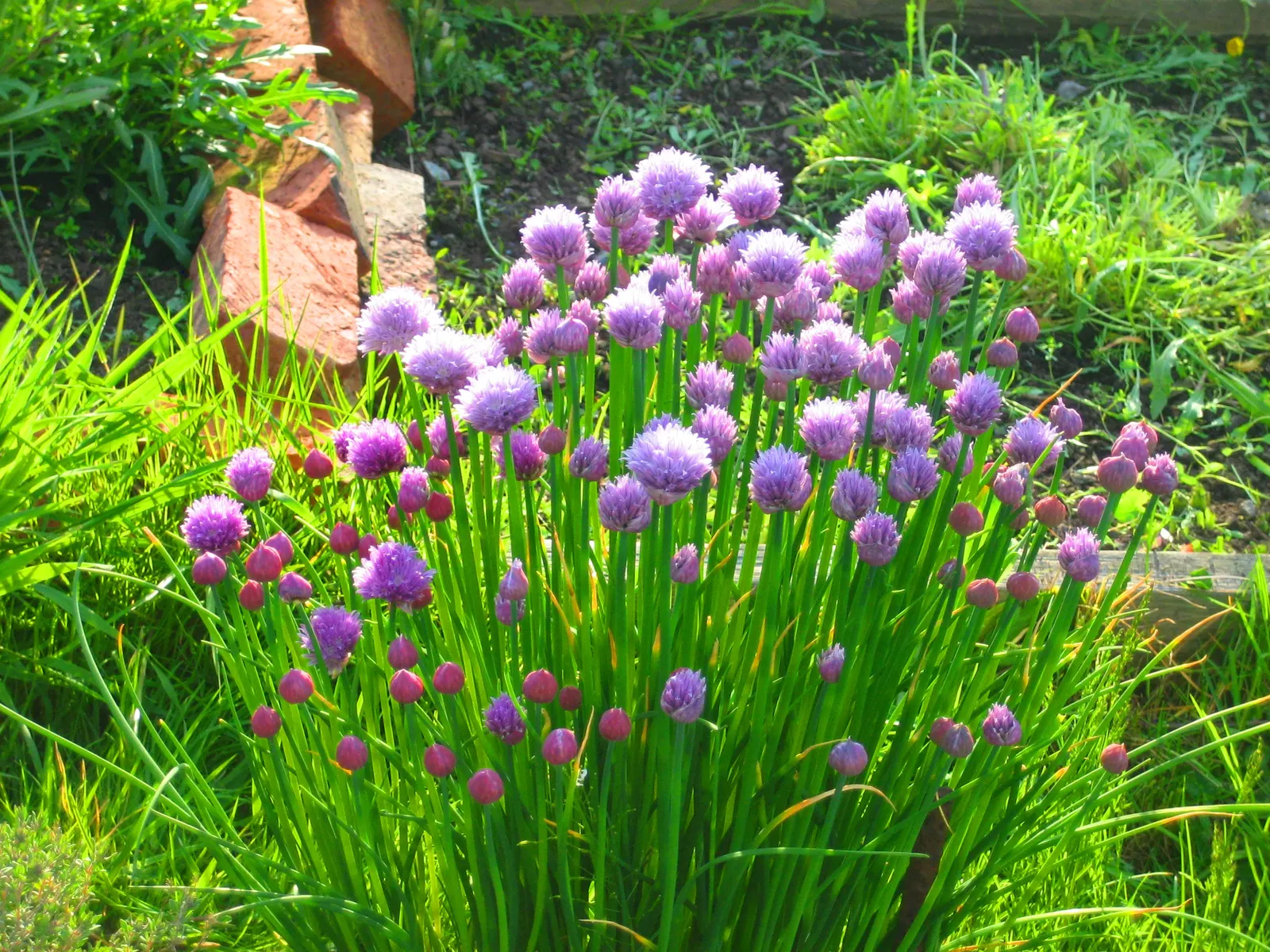 Chives (Allium Schoenoprasum) — Space plants approximately 8-12 inches apart; onion-like flavor that is a staple in various cuisines, image 84
