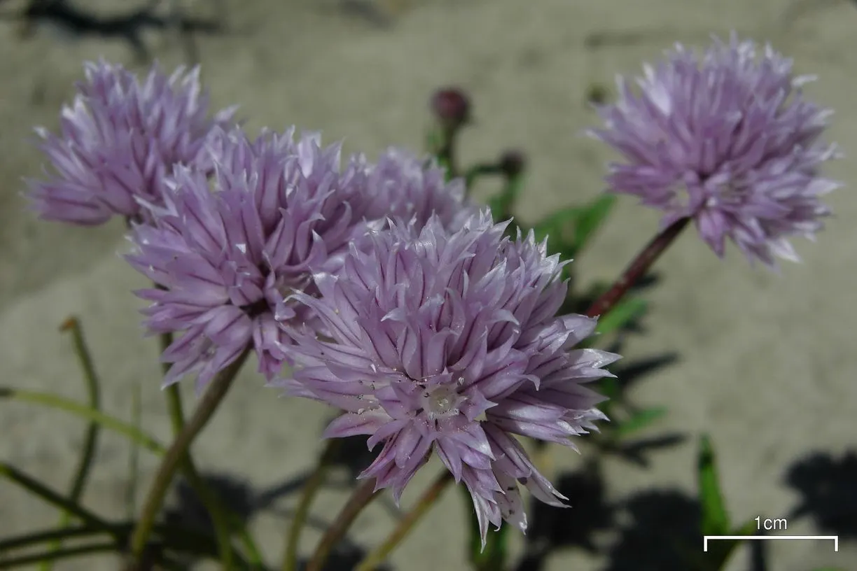 Chives (Allium Schoenoprasum) — making it a versatile addition to any garden design