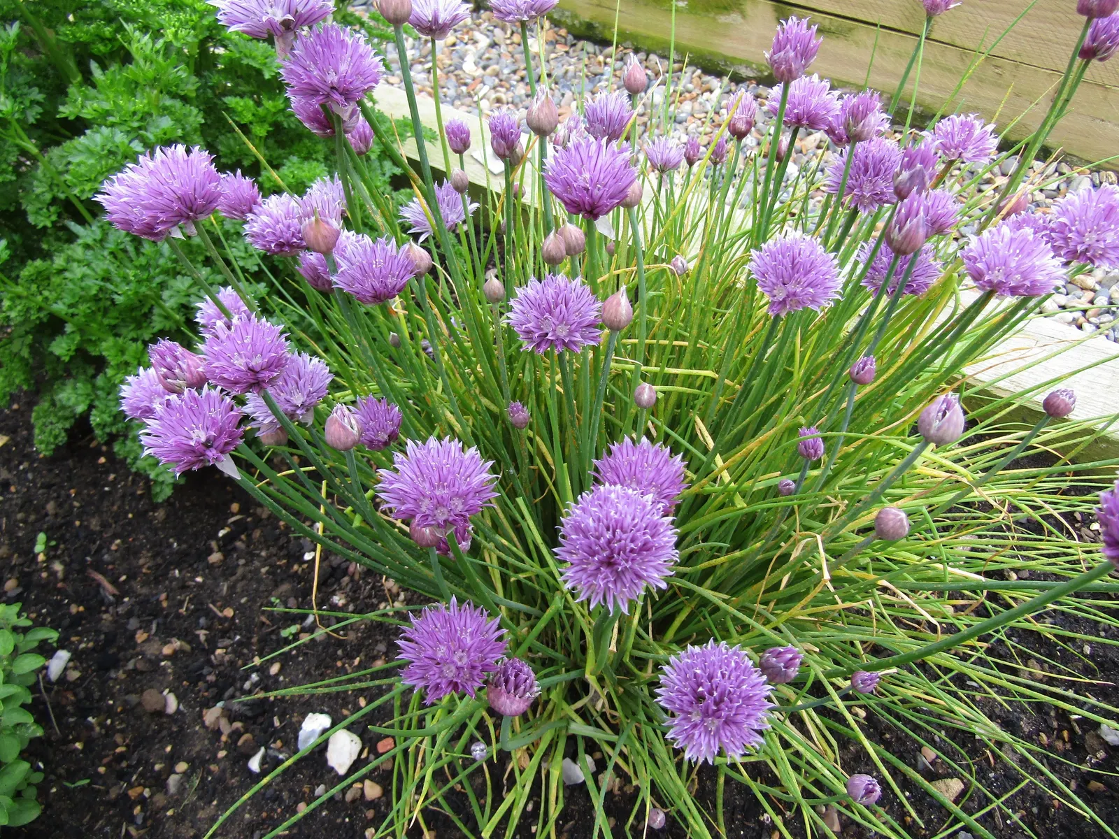 Chives (Allium Schoenoprasum) — These flowers can reach up to 1 to 2 inches in diameter; lavender and purple flowers in the garden, image 67