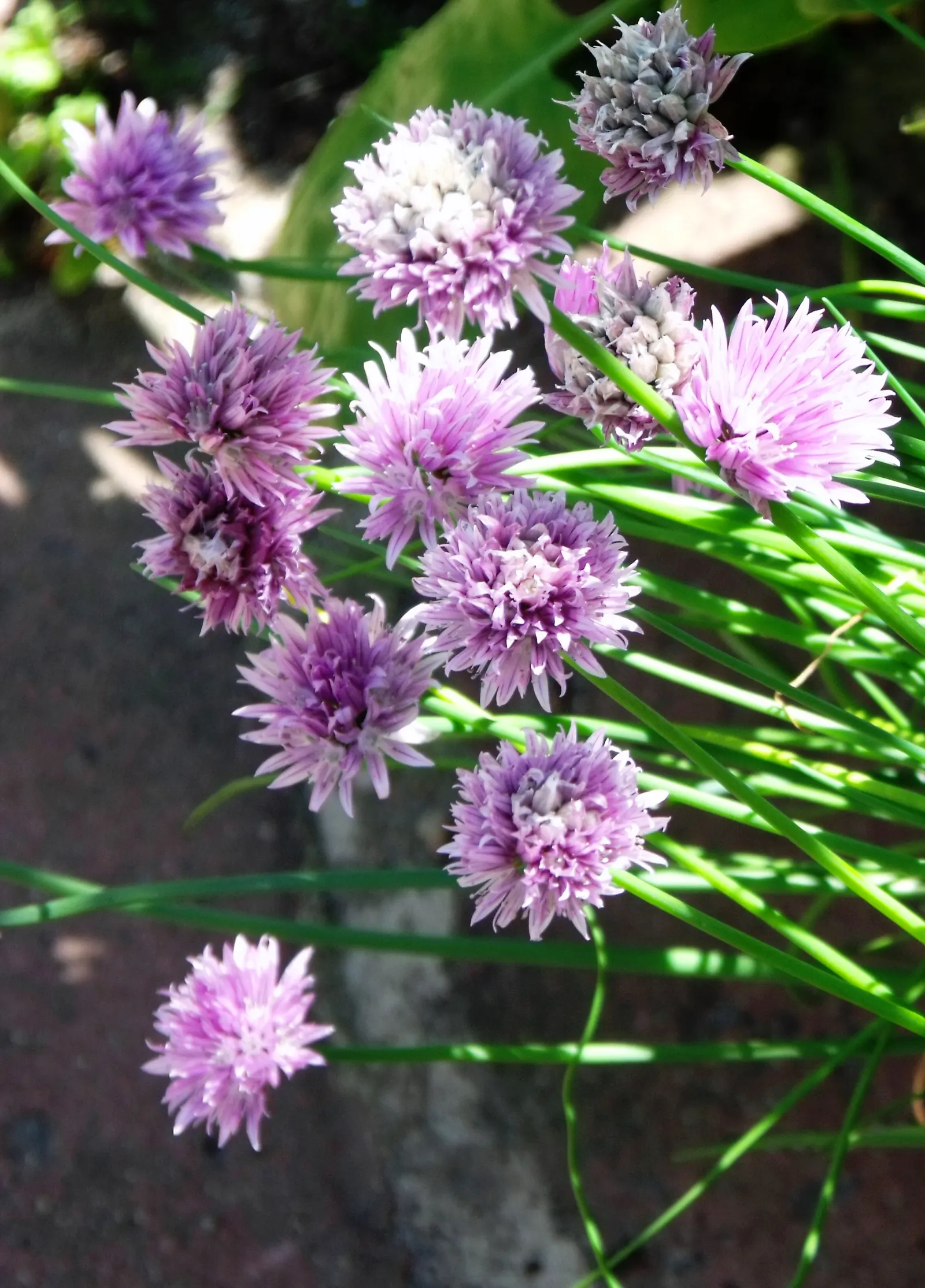 Chives (Allium Schoenoprasum) — onion-like flavor that is a staple in various cuisines; with a spread of approximately 8 to 12 inches, image 91