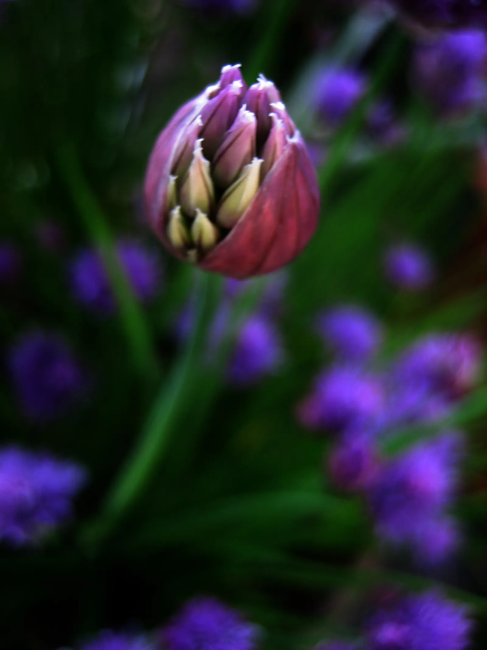 Chives (Allium Schoenoprasum) — Hardy in USDA zones 3 through 9