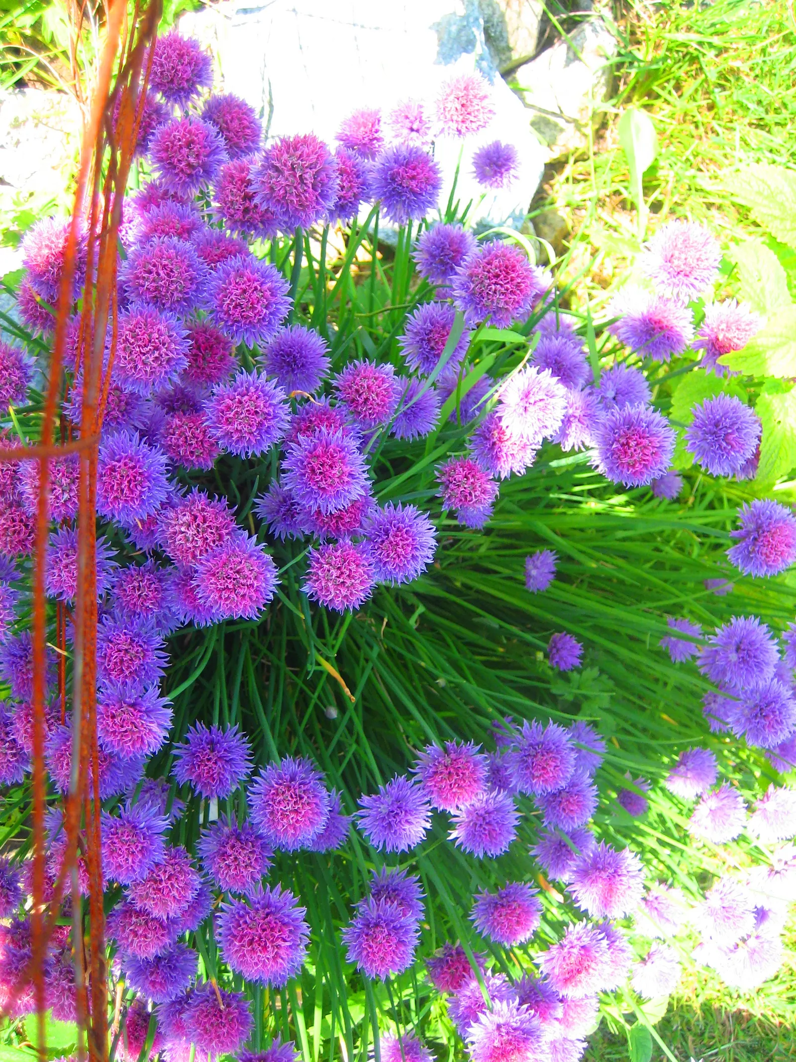 Chives (Allium Schoenoprasum) — Summer flowers attract pollinators, making them a dual-purpose addition: culinary and ornamental; space plants, image 57