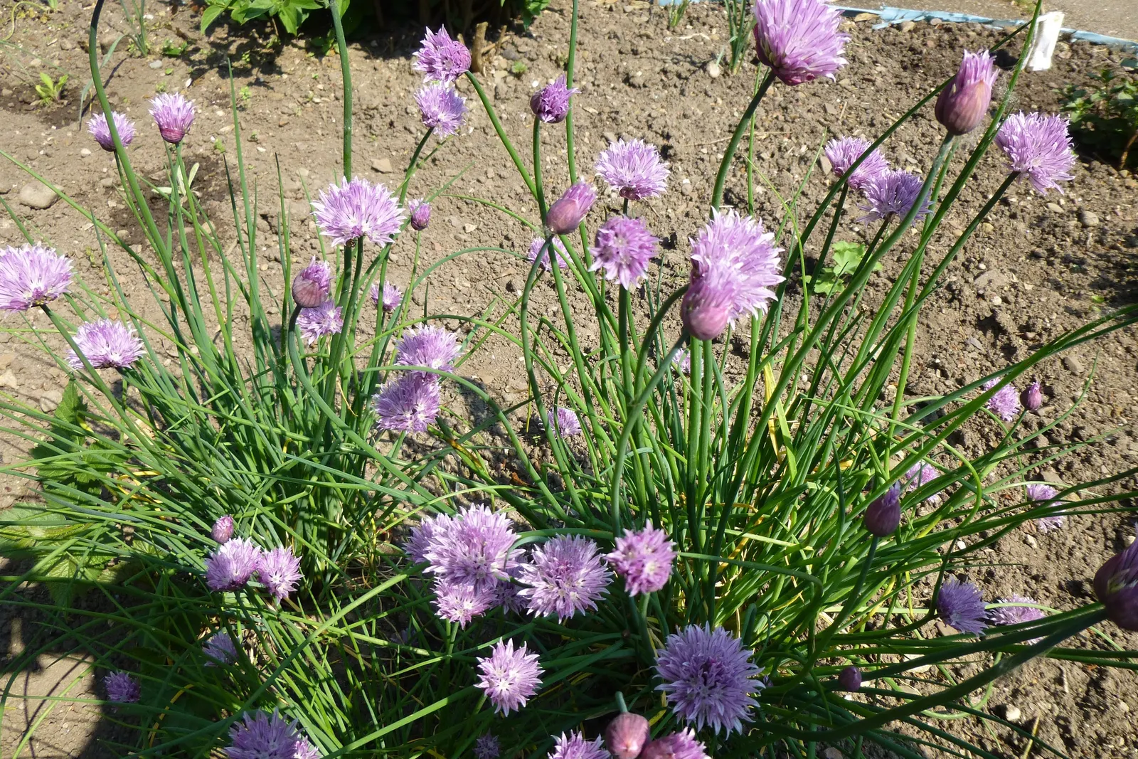 Chives (Allium Schoenoprasum) — chives are not only aesthetically pleasing but are also edible; only necessitating occasional watering and minimal